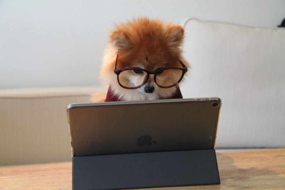 dog-on-a-computer-wearing-glasses